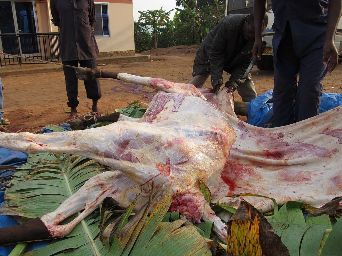 A cow being skinned on eid day muslim festival