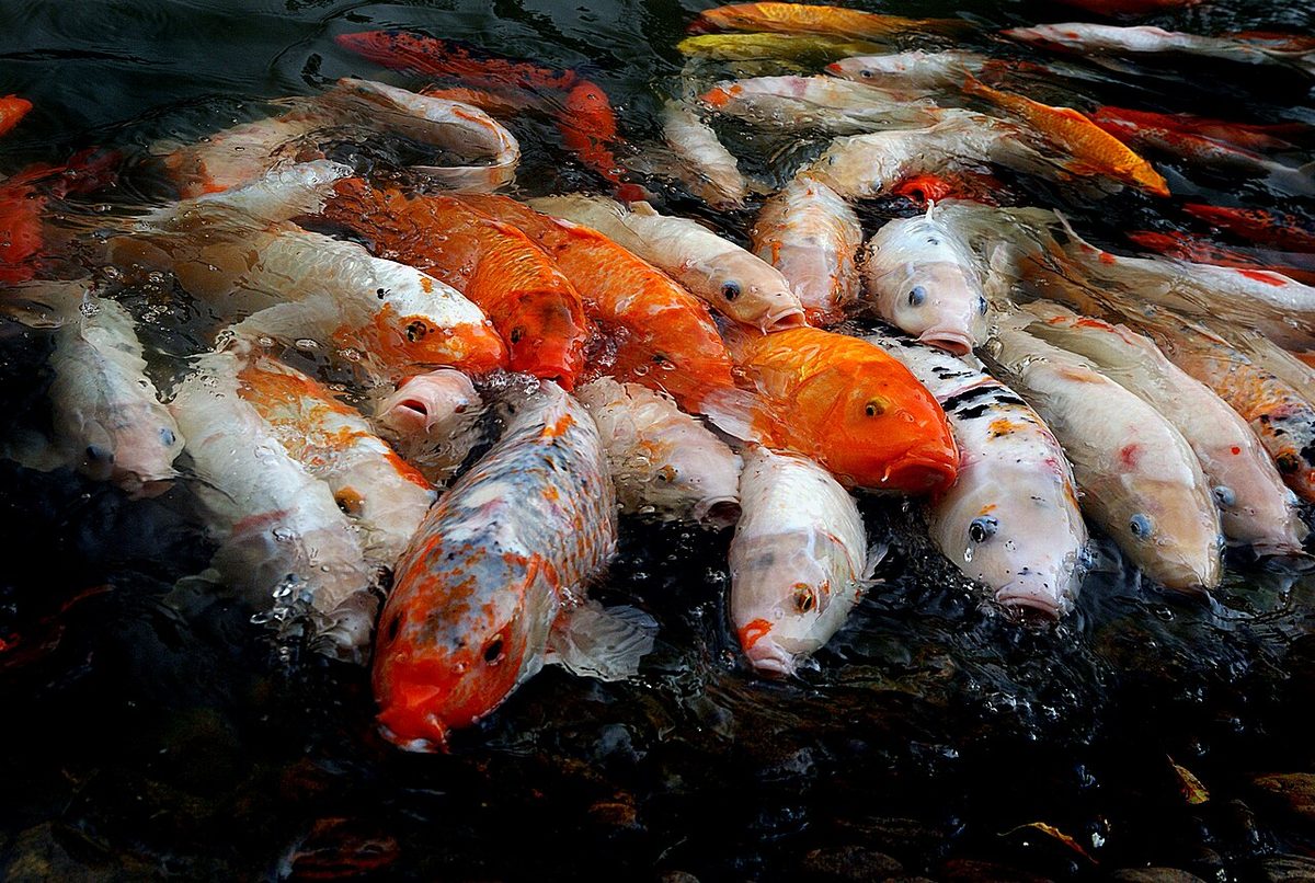 Koi carp; March 2009