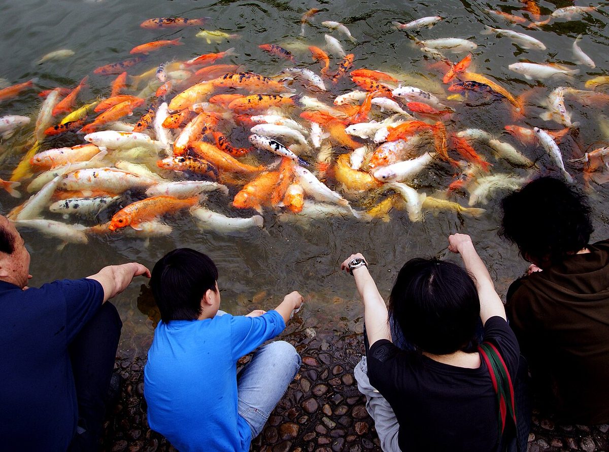 Koi Carp watchers.