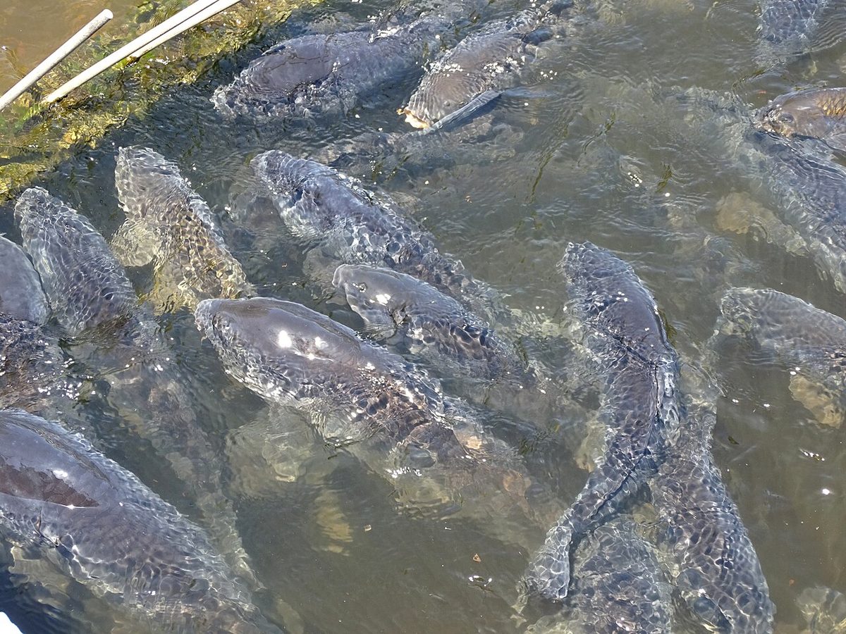 Carp in Shinobazu Pond - Ueno Park - Tokyo - Japan