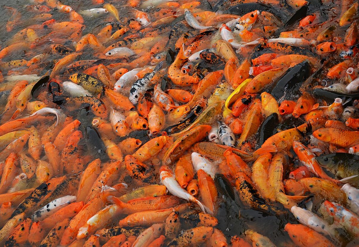 Koi Feeding in Mt Qingxiu Nanning Close