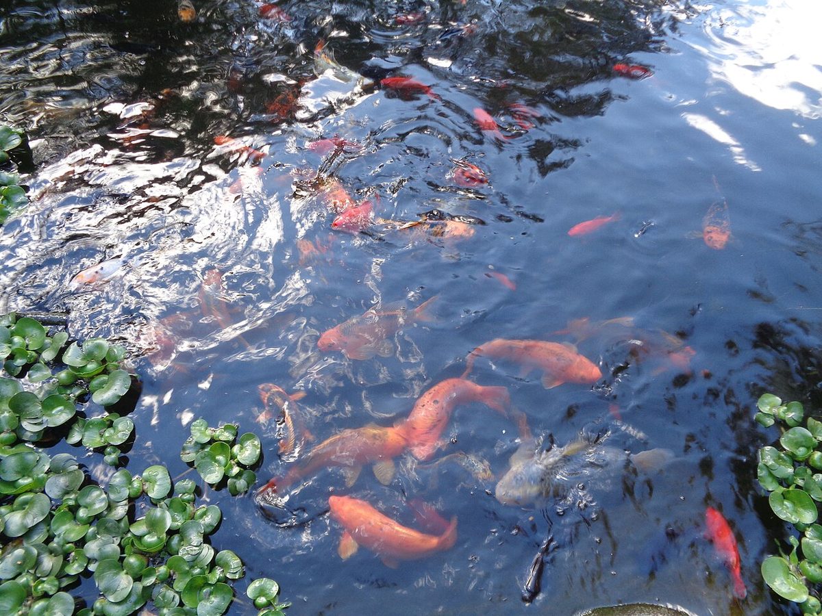 (Koi pond) Jardín Botánico de Quito