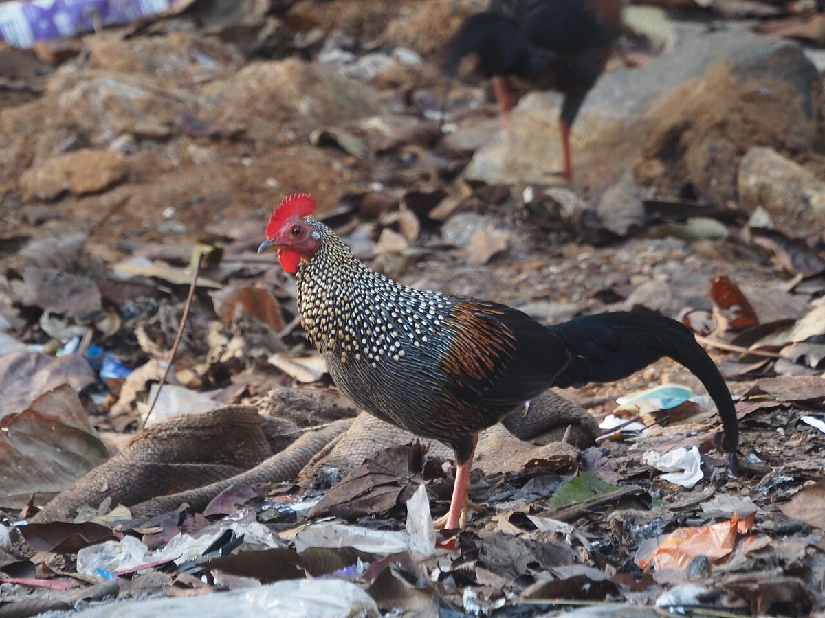 Jungle fowl at nilackal 01