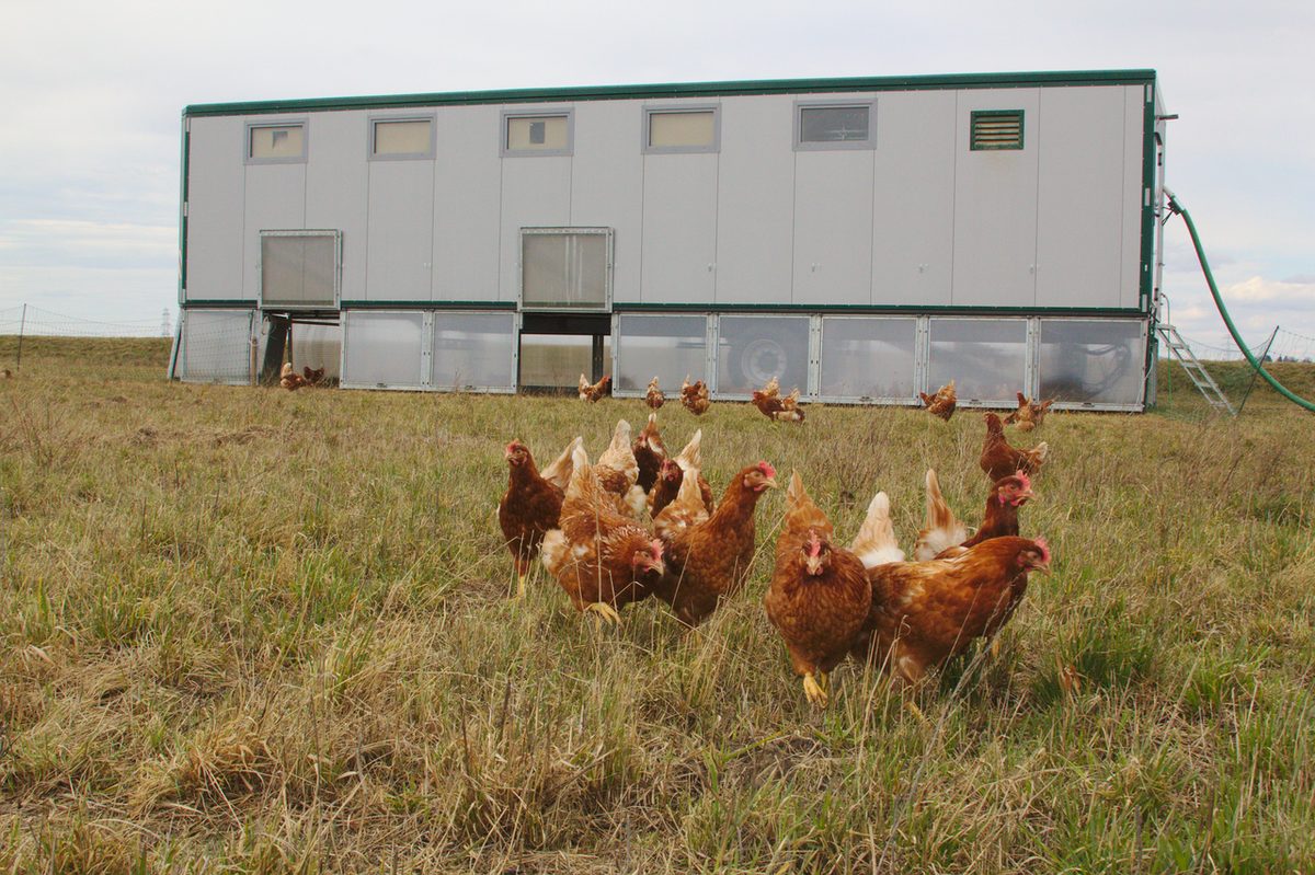 Mobile Chicken Barn
