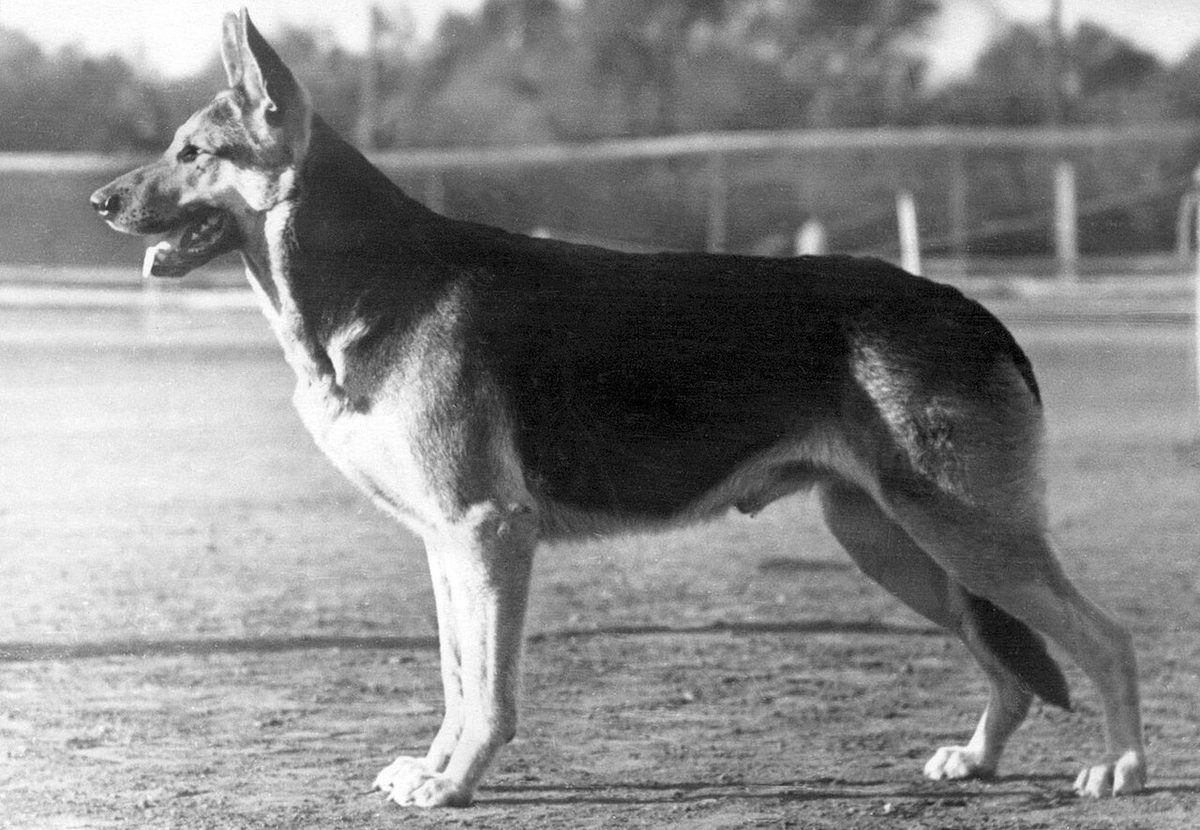 East European Shepherd