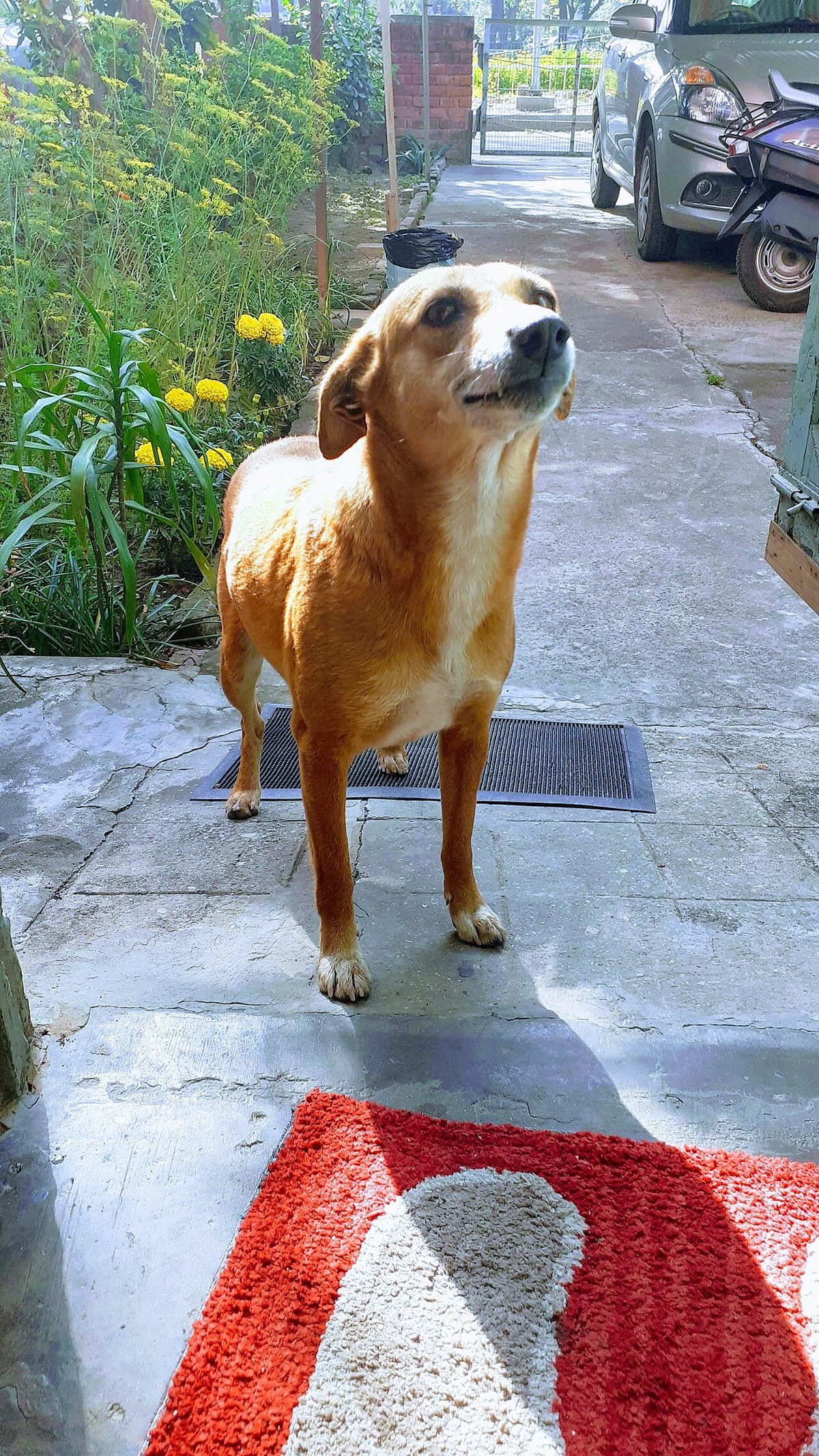 A stray Indian Pariah Dog