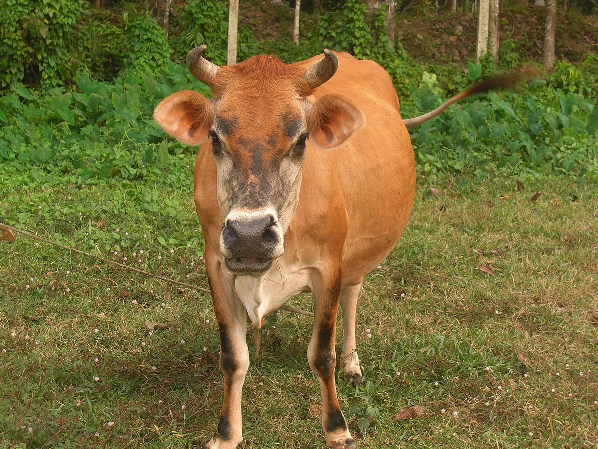 Indian Cow
