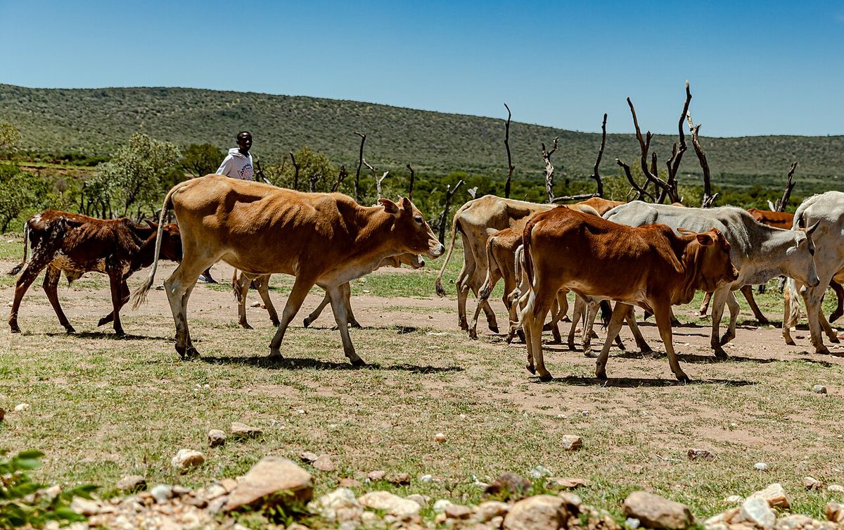 Kenyan Countryside - 52462106667