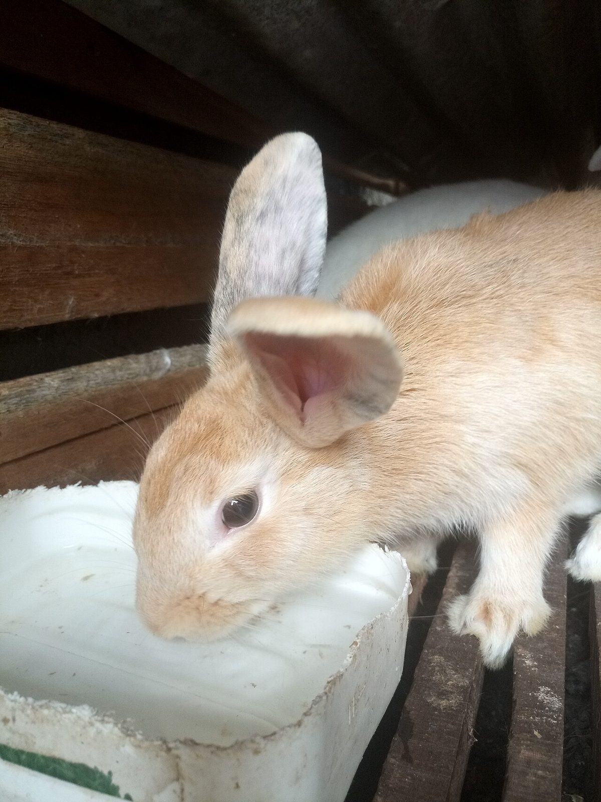 Cozy rabbit