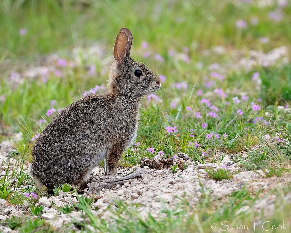 Bunny