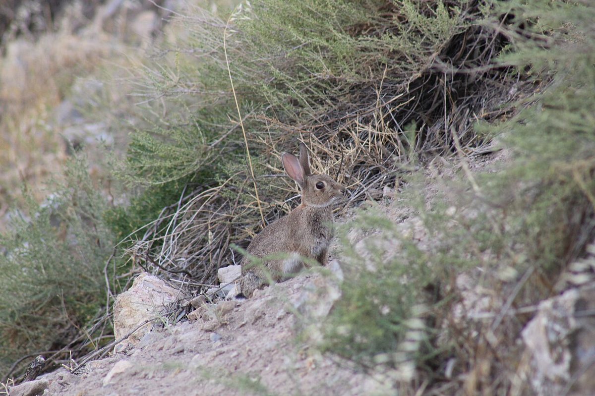 European Rabbit (Oryctolagus cuniculus)