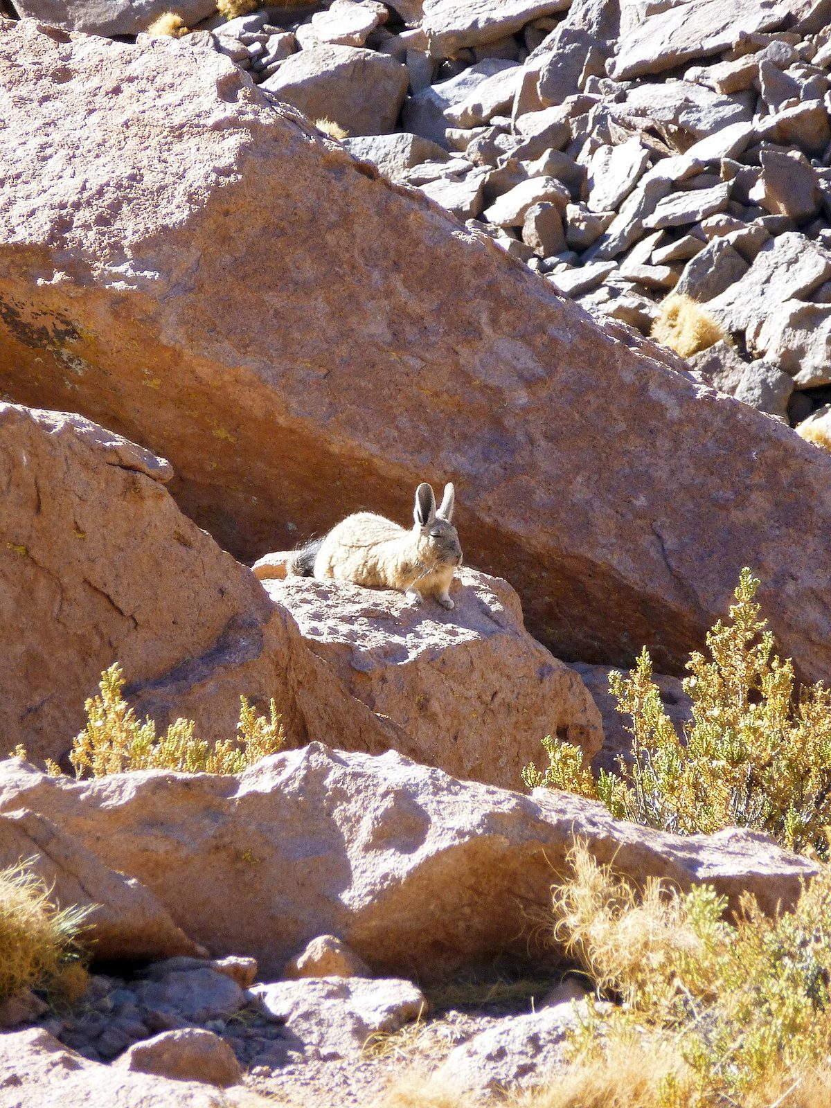 A rabbit (marco-polo alma 33)