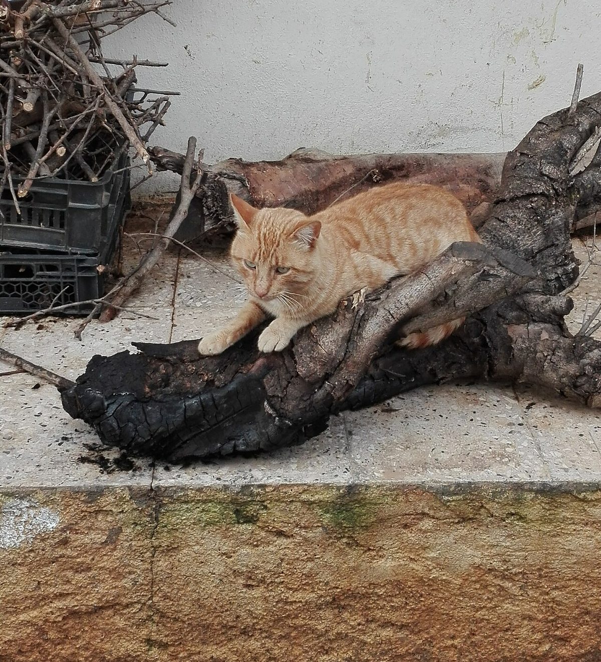 cat like tiger
