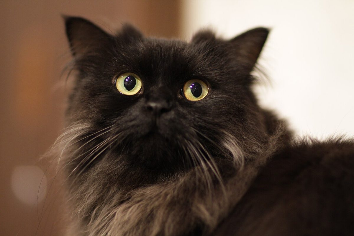 Kururu-LaPermCat in Cat Cafe