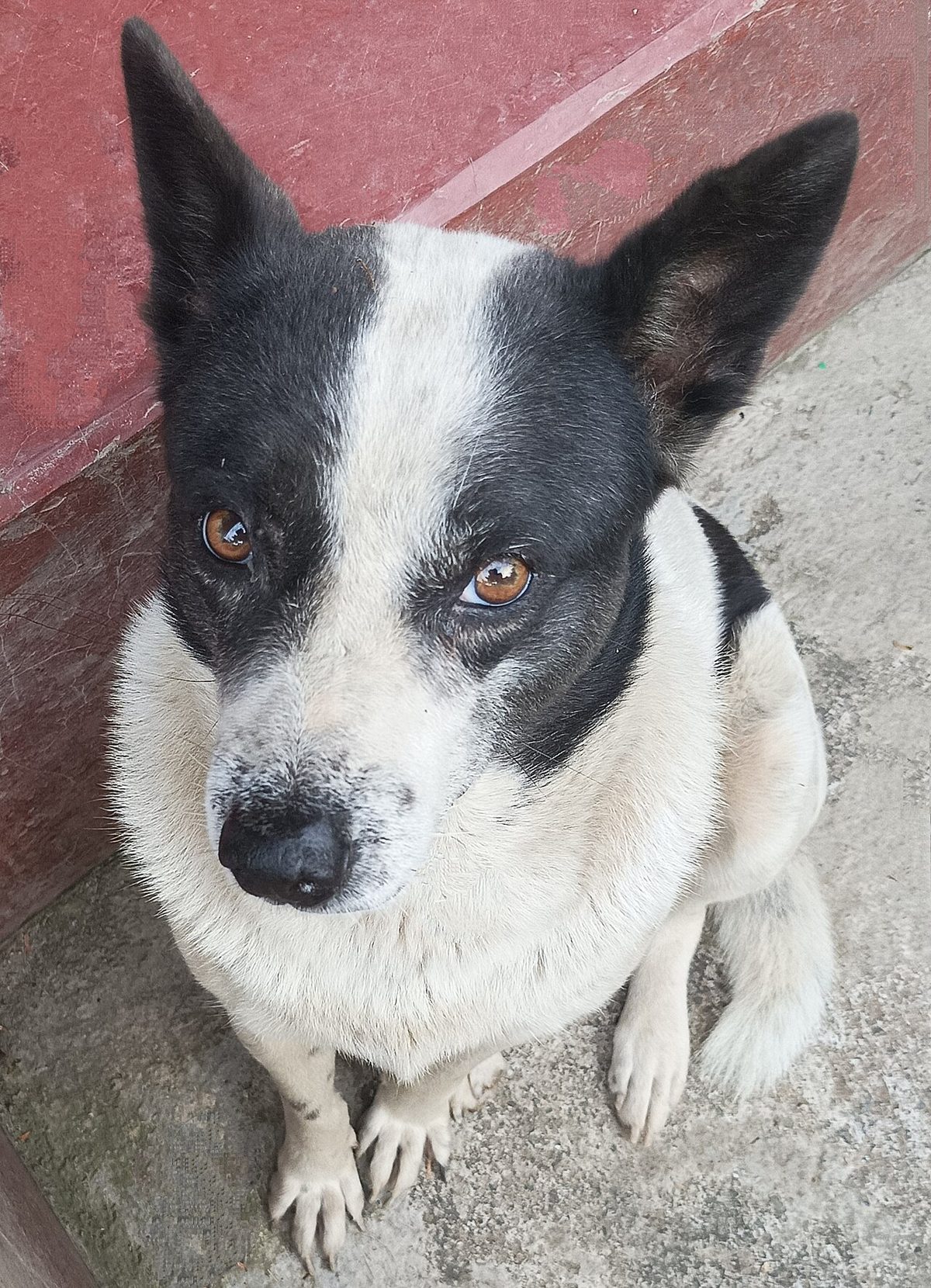 A photograph of an individual from the Meitei Hui dog breed