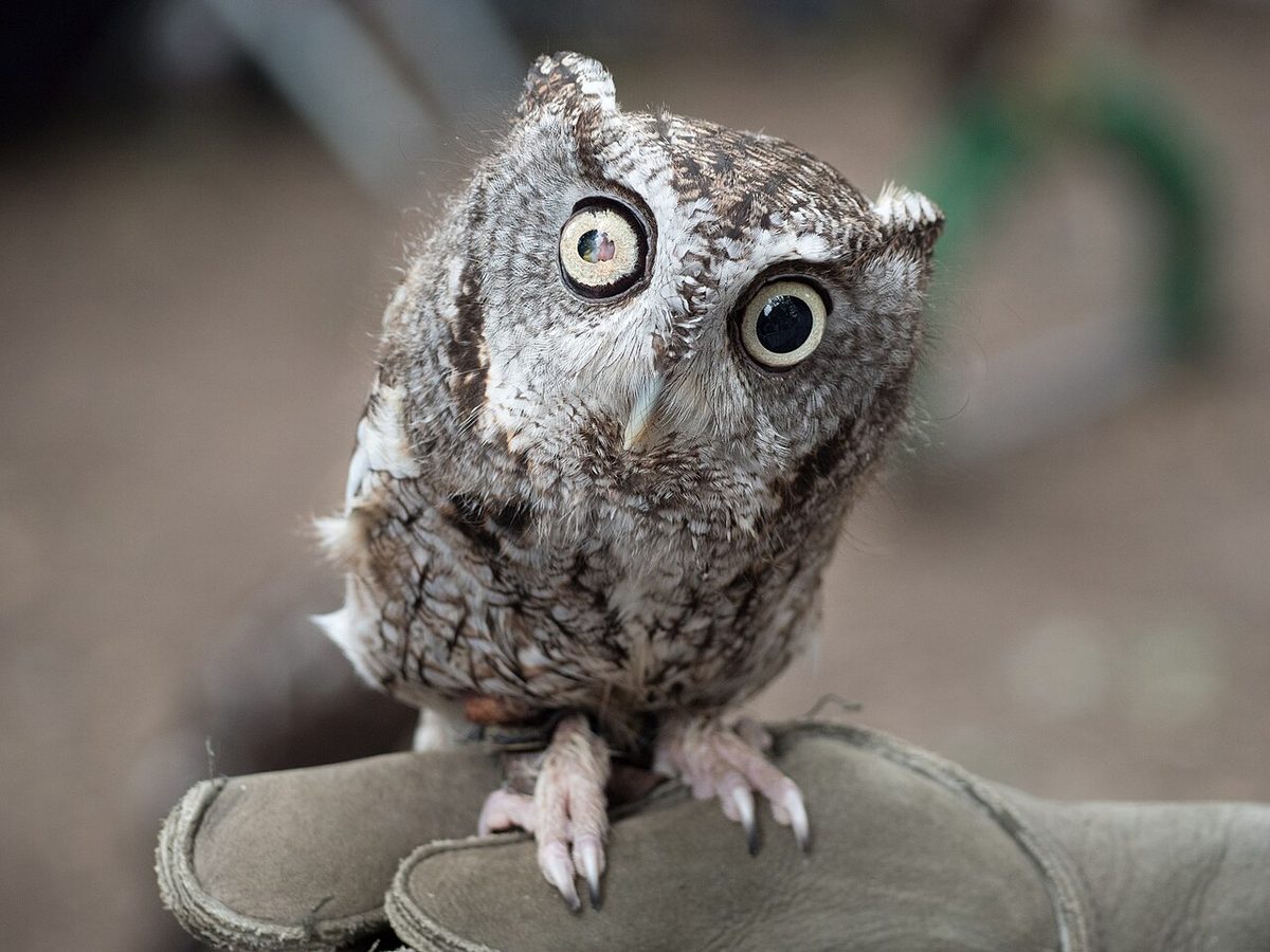 Eastern screech owl rehabilitated after eye injury