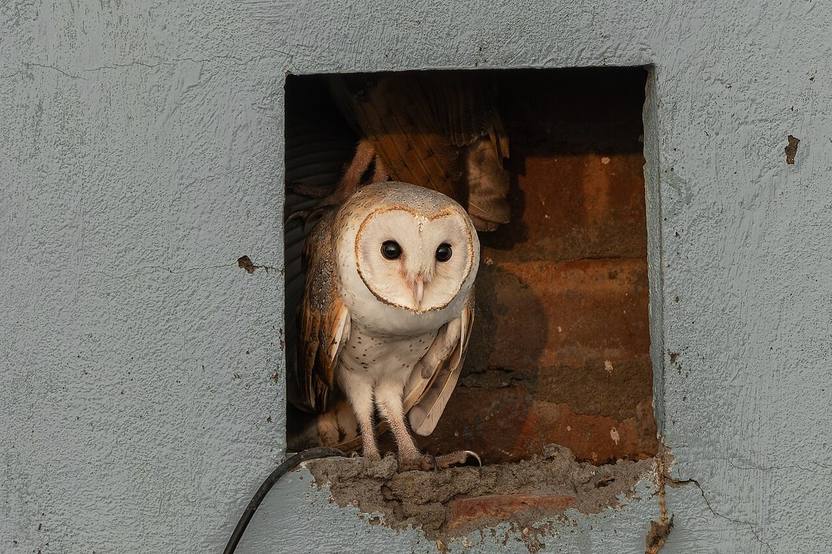 Asian Barn Owl in Joka June 2024 by Tisha Mukherjee 02