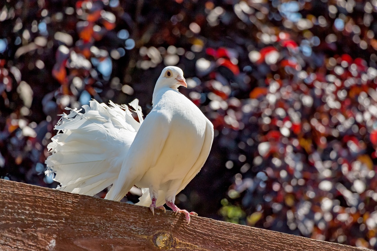 Type of pigeons