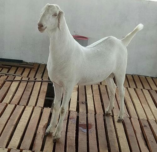 सोजत बकरी