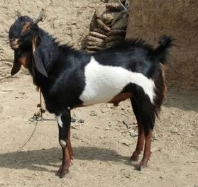 कोटा बकरी