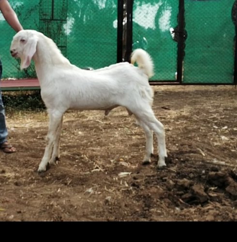 Sojat Breed
