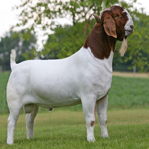 Boer Breed