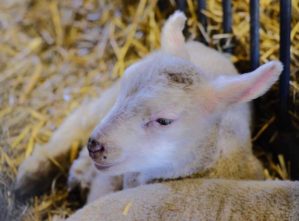 Sheep Meat Farming in Canada: Prices, Breeds and Selling Lamb