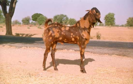 Sirohi Goat