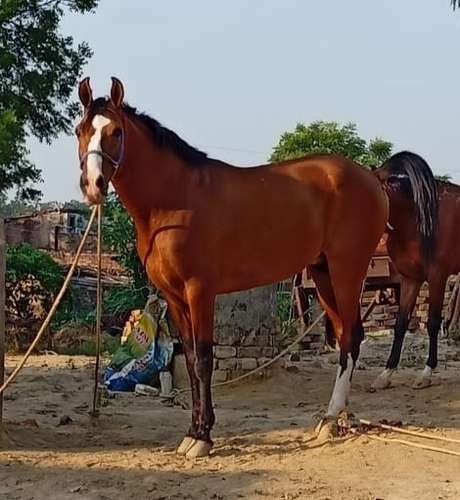 Sindhi Horse