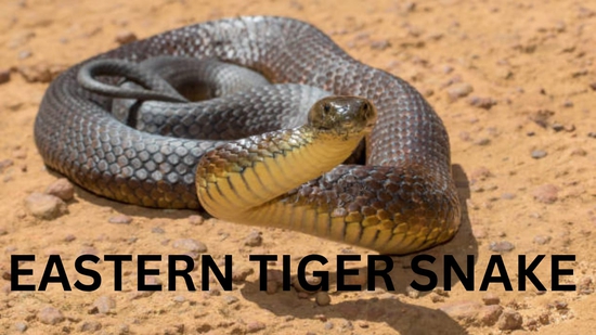 Eastern Tiger Snake