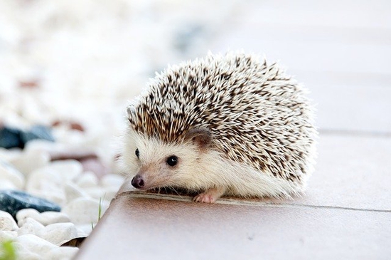 Cute Animals
