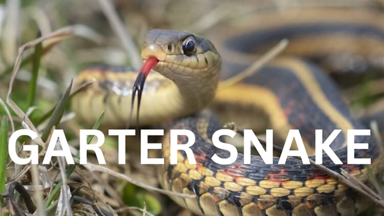 Garter Snake