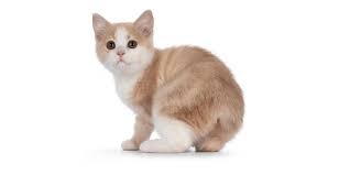 Manx Cat - Cat Without A Tail