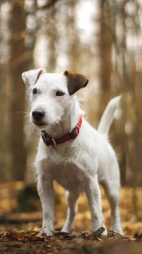 Name of 5 Dog that went to Space