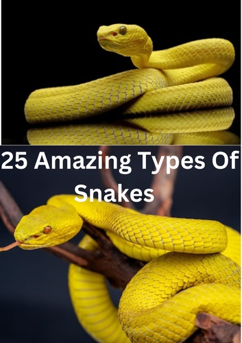 25 Amazing Types Of Snakes ( More Details )