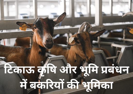 टिकाऊ कृषि और भूमि प्रबंधन में बकरियों की भूमिका