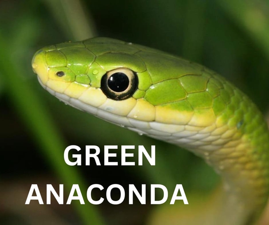 Green Anaconda 