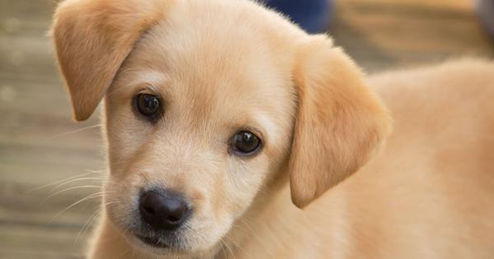 Dog Diseases