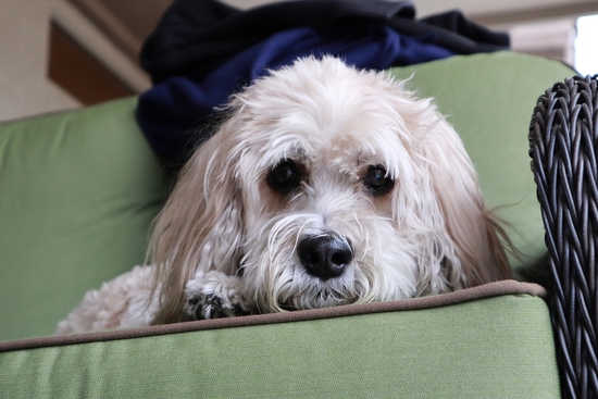 Teddy bear breeds of dogs