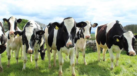 What is Cow ?