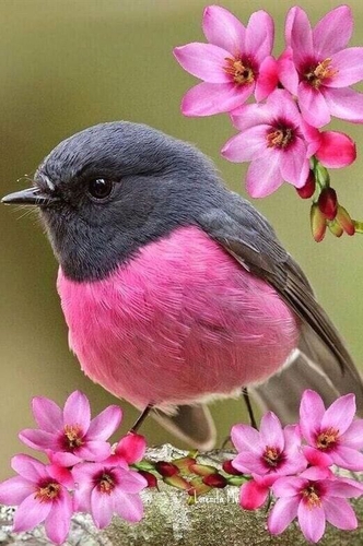 Maharashtra Bird Helpline