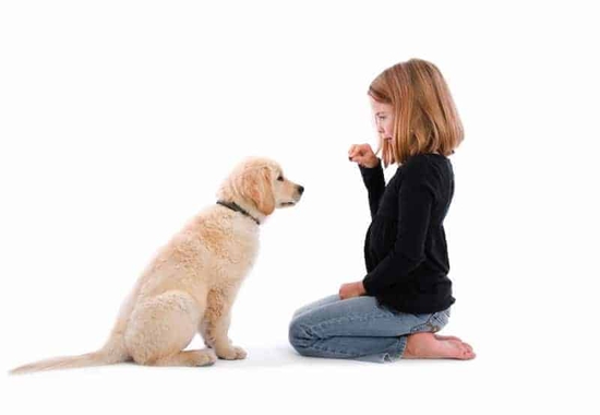 How To Train A Dog