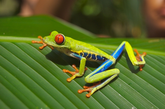 Types of frog