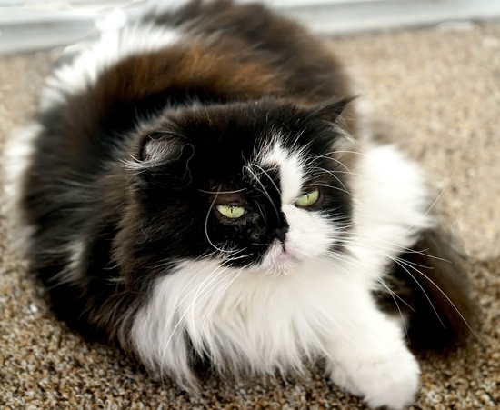 Persian Cat