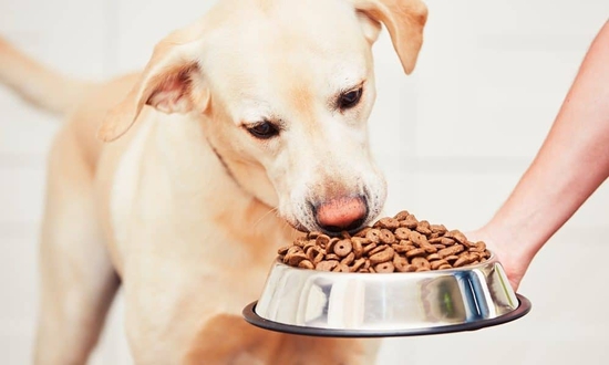 Top Natural Foods for Dogs