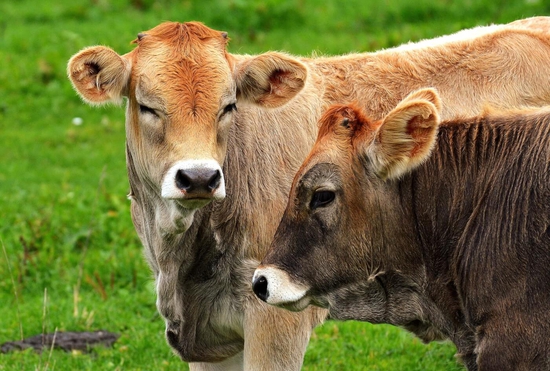 Cow Desiases