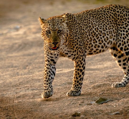 Fastest animals in the world
