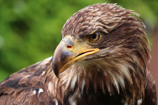 Fastest Bird in the World