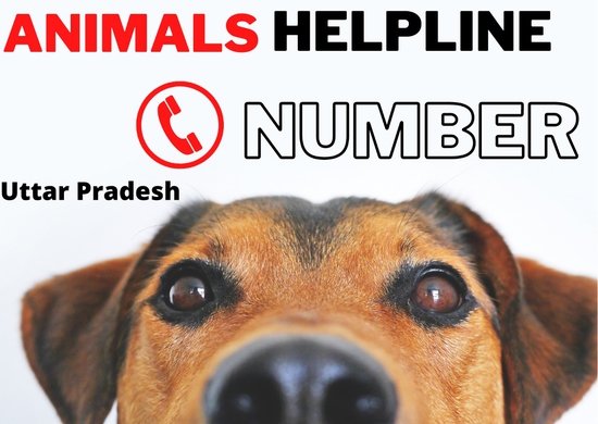 Animals Helpline In Uttar Pradesh