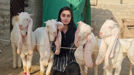 What is Gulabi Goat